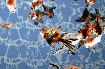 日本のアクアリウムで泳ぐカラフルな金魚達（goldfish）