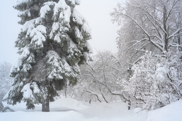 The morning fog in the forest and white snow.