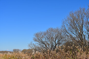 冬の樹と空