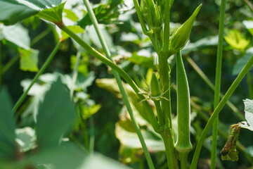 Straight okra plant growing in a home garden