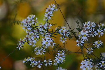 Fall asters