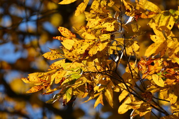yellow autumn leaves