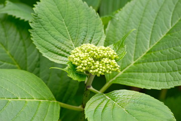 buds of hydrangea flower in early summer