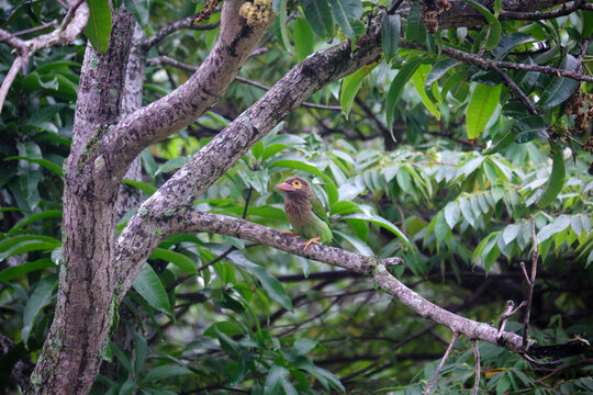 Brown-headed Barbet (Megalaima Zeylanica) On A Tree