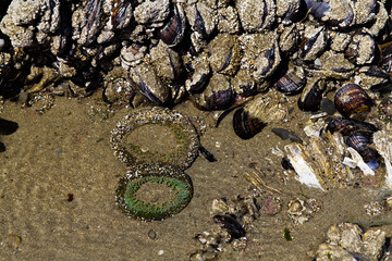 Marine Life In Tide Pool Left Nearly Dry At Low Tide