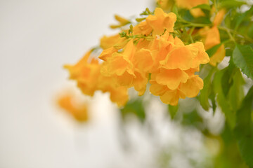 beautiful flowers in nature, in the morning.