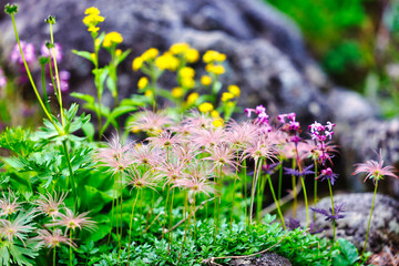 北アルプスの雲ノ平･スイス庭園に咲く高山植物