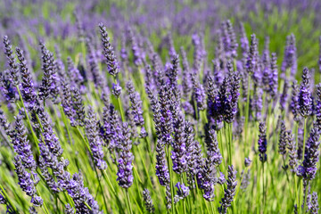 Beautiful lavender flower closeup flower