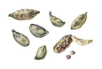 Set watercolor cardamom isolated on white background. Fragrance condiment for cooking dessert or drink. Christmas food with cardamon. Creative clipart for kitchen or cookbook. Wallpaper wrapping