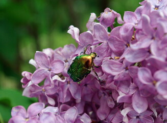 A bronze beetle on lilac flowers. Ryazan region. Russia