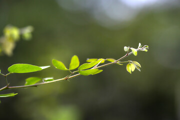 close up of a plant