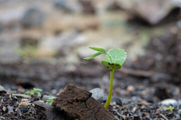 young plant in the ground