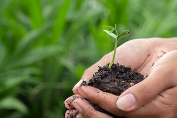 plant in hands