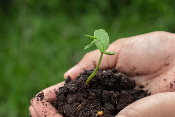 young plant in hands