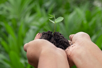 plant in hands