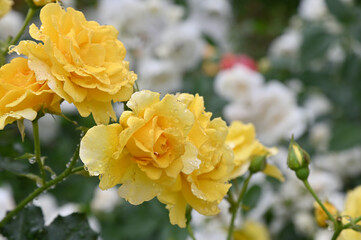 バラ園の黄色いバラのアップ