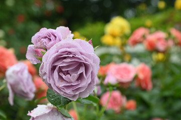 バラ園の紫のバラのアップ