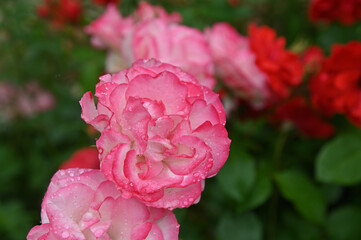 バラ園のピンクのバラのアップ