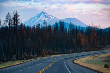 Mt. Shasta behind a burnt forest 