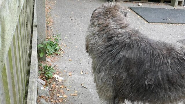 Irish wolfhound long haired dog panting and looking around