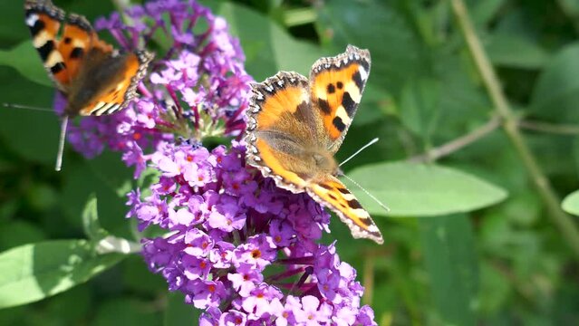Pair of beautiful orange butterflies struggling in the wind to stay on flower