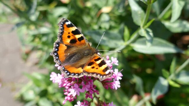 Beautiful fuzzy orange butterfly turning around while pollinating pink flower