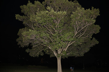 夜の木をフラッシュ撮影でライトアップ