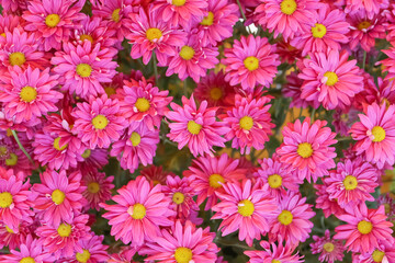 The pink pyrethrum, or Persian Daisy (lat. Pyrethrum roseum) in the garden