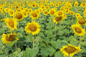 Fototapeta premium the beautiful yellow sunflowers field close up in the sunshine