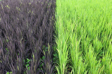 Plot of two colored rice fields Two varieties, brown rice and normal rice