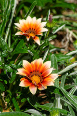 Flowering gazania (gazania) plants with orange flowers