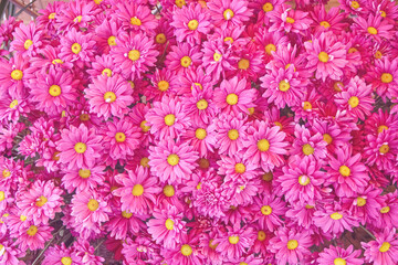 Colorful pink yellow chrysanthemum flowers (Dendranthemum  grandifflora) blooming in garden top view background