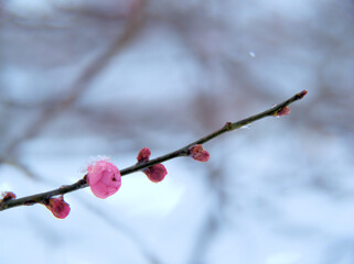 2月に咲いた梅の花「未開紅（ミカイコウ）」