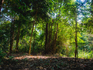 Jungle forest with tropical trees. Adventure background