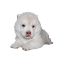 Husky puppy isolated stock photo