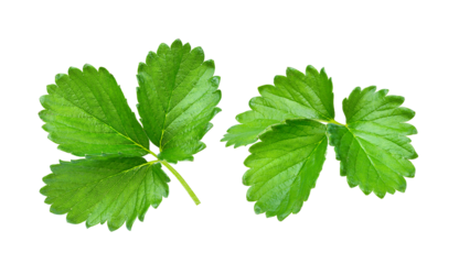 Strawberry leaf isolated on transparent png