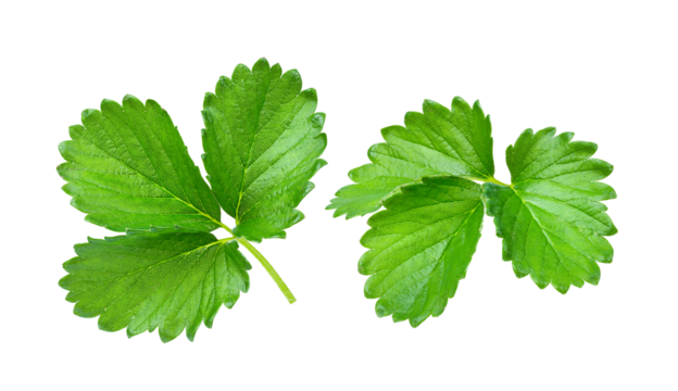 Strawberry leaf isolated on transparent png