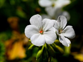 delicate white geranium flower with macro focus 
