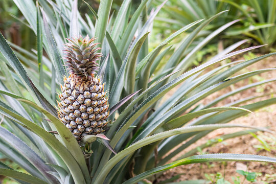Pineapples on Plant Growth Tree in Farm Garden of Agriculture,Ripe Fruit Organic Tropical summer in Asian Thailand for Juice,Fresh Vegetarian Food Outdoor Herb Natural for Farmer.
