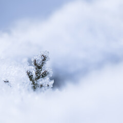 A small frozen thuja branch in the snow. Natural winter and Christmas background