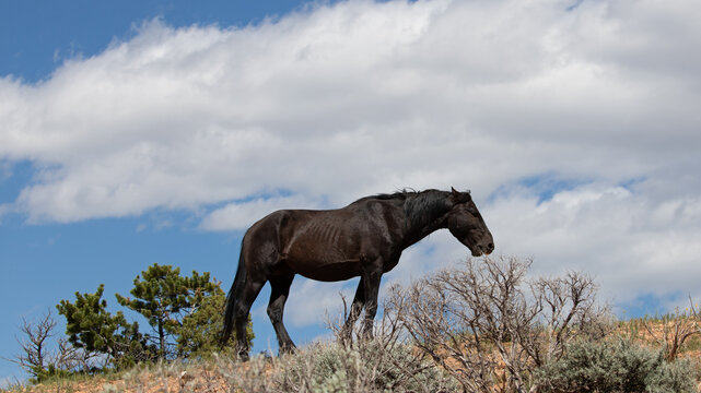 Single bachelor black stallion wild horse on desert ridge under blue sky in the american west of the United States