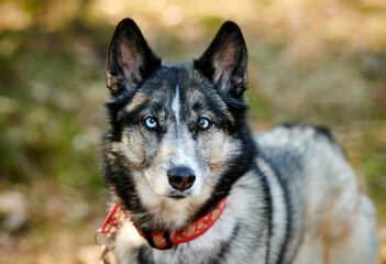 Siberian Husky dog portrait with blue eyes and gray coat color, cute sled dog breed. Friendly husky dog portrait outdoor forest background, walking with beautiful adult pet, favorite breed of dog © TRAVELARIUM