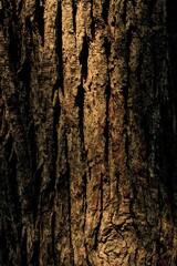 Dark brown bark texture for background 
