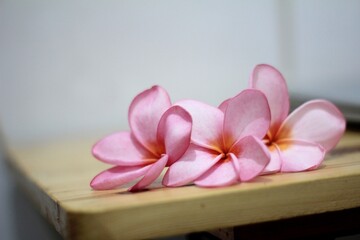 Fresh Plumeria Flowers on Wood Table with Blur Background