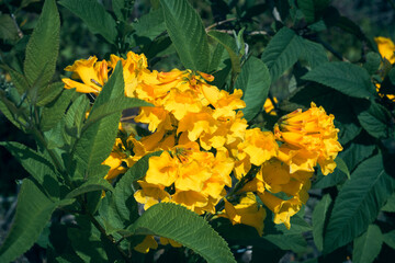 Vibrant yellow petals of Tecoma stans flowers in garden. Popular names are yellow trumpetbush, yellow elder or ginger-thomas. Photo taken in Purulia, West Bengal.