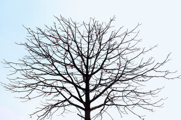 silhouette of a Butea monosperma (popularly known as 'palash') tree with almost no leafs (being deciduous) and few flowers. Shot at Purulia district in West Bengal during advent of spring season.