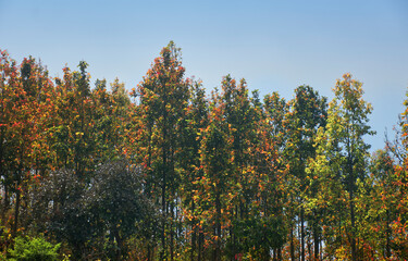 Shorea robusta, the sal/shaal tree forest in Purulia, West Bengal. Sal is a deciduous tree native...