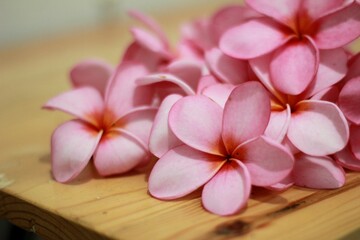 Pink Plumeria FLowers on a Table