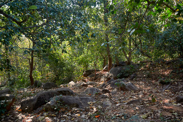 Fototapeta premium Dry tree leaves of Shorea robusta, (the sal or shaal tree) covering forest ground with thick layers. It is the dominant tree in deciduous forests of Purulia (Jungle Mahals) district, West Bengal.
