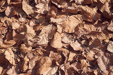 Dry tree leaves of Shorea robusta, (the sal or shaal tree) covering forest ground with thick...